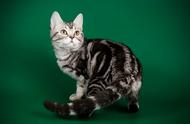 纯种美短猫的特征：为何很多人养的都是混血猫？