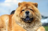 你知道这些在中国本土犬种中战斗力排名世界前五的狗狗吗？