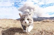 旅行中的虎斑猫：随手拍摄的惊艳瞬间