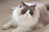 流浪布偶猫：失去仙气的毛发脱落，品种猫的生存困境