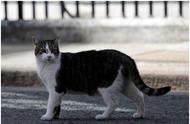 英国首相更迭，捕鼠大臣永存：唐宁街的“公务猫”传奇