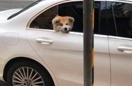 秋田犬的臭脸让人哭笑不得，一天的车程后主人请求司机帮忙安慰它