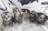 美短猫妈妈的五只小猫，其中一只似乎来自另一个世界