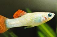 红尾玛丽鱼：野生摩利鱼的一种，尾巴的红色亮点引人注目