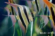 热带鱼种类一览：你了解多少？