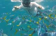 帕劳海底世界：七彩鱼的奇幻之旅