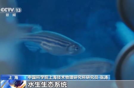 中国空间站开创先河：首次尝试在太空养鱼