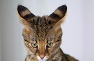 全球五大不宜饲养的猫咪品种，战斗民族猫种引关注