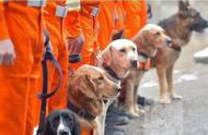 最出色的5种搜救犬：救援英雄们，你知道他们吗？