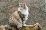 挪威森林猫：世界上最受欢迎的猫种