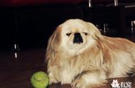 京巴犬：唐朝皇帝的陪葬犬，中国地位最高的狗
