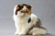 探索18种常见宠物猫的性格、价格和寿命