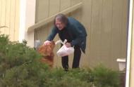 美国金毛狗成为社区英雄，主动为隔离邻居送外卖