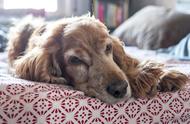 狗狗充血性心力衰竭的解析：了解其定义与症状