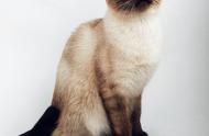 暹罗猫：宠物猫中的贵族