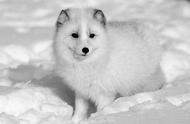 浦江山里现身受伤北极狐，专家推测可能是人工饲养的逃逸者