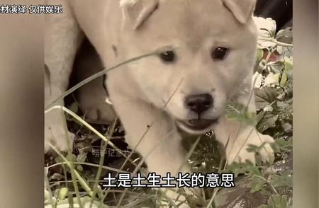 《中华田园犬》：探索中国千年古老犬种的纪录片