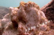 珊瑚面临的挑战：白化危机与人类的影响