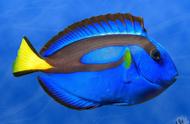 十种令人惊叹的鱼类，色彩斑斓，或许就在你的鱼缸中