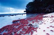 圣诞岛的红蟹大军：为何当地人不捕食？
