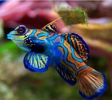 组图：自然界35大最美丽的鱼类排行榜，小丑鱼位居榜首