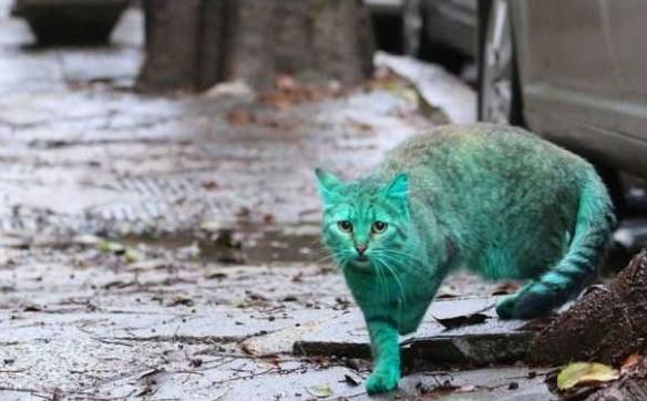 流浪猫一身荧光绿，人们怀疑变异找原因，真相曝光大家哭笑不得